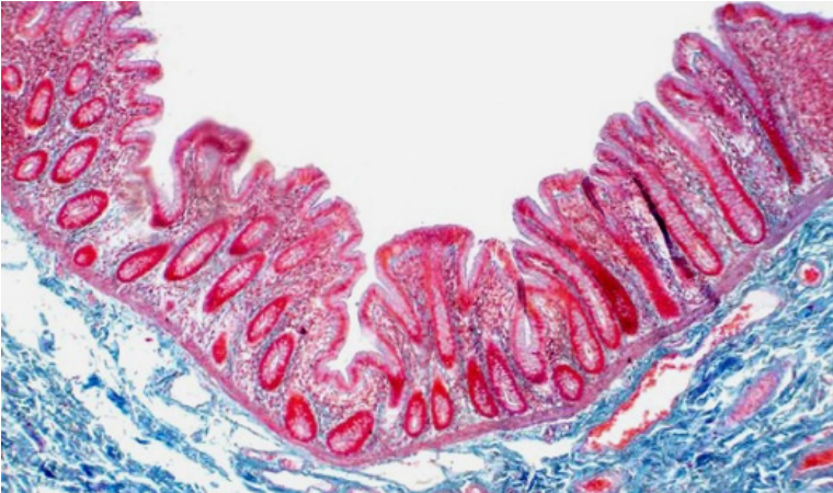 NMN inhibited the age-induced changes of intestinal stem cells in mice.